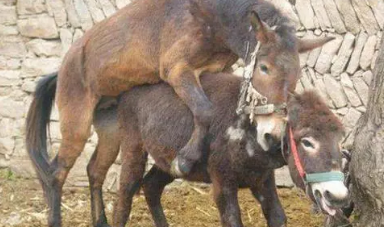 动物繁殖马和驴交配行为：马配驴高清大全