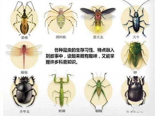 常见昆虫100种 昆虫图片大全