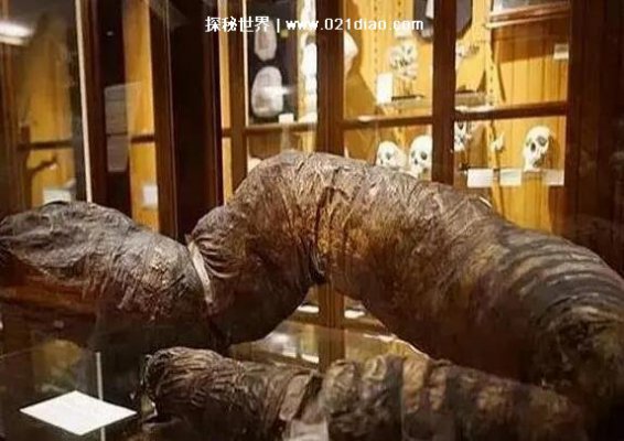 世界上最长的粑粑，长达1.8米重达26斤的超级大便(被博物馆收藏)
